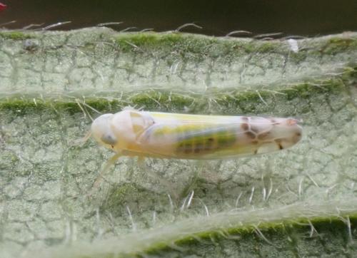 Ribautiana tenerrima